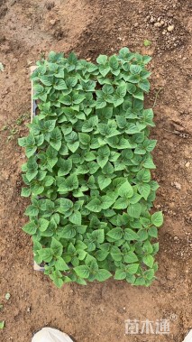 高度5厘米一串红