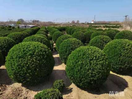 冠幅250厘米大叶黄杨球