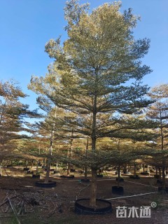 12公分锦叶榄仁