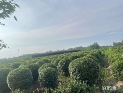 冠幅190厘米小叶女贞球