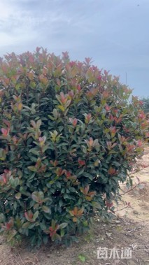 冠幅200厘米红叶石楠球