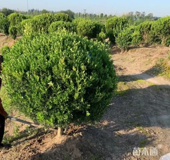 高度30厘米瓜子黄杨