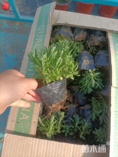 高度15厘米薰衣草