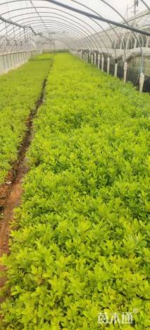 高度30厘米毛鹃