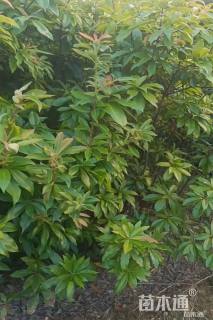 高度100厘米木荷小苗