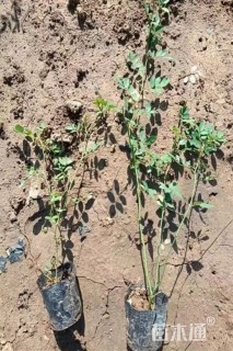 高度30厘米蔷薇