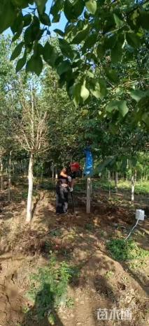 12公分暴马丁香