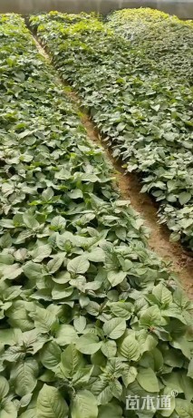 高度15厘米红蓼