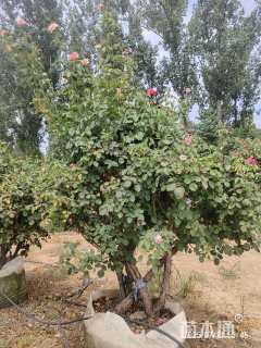 高度300厘米丛生月季