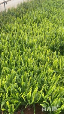 高度40厘米肾蕨