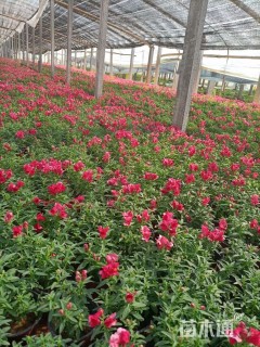 高度20厘米金鱼草