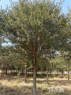 18公分弗吉尼亚栎