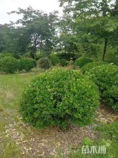 冠幅80厘米瓜子黄杨球