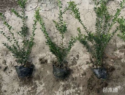 高度20厘米龟甲冬青