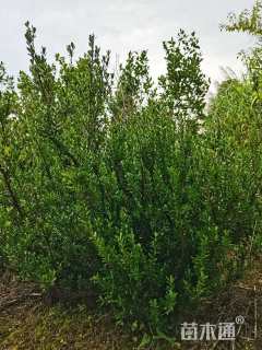 高度50厘米雀舌黄杨