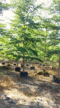 11公分小叶榄仁