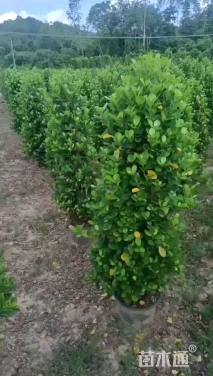 高度120厘米火山榕