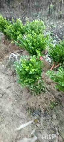 高度25厘米瓜子黄杨小苗