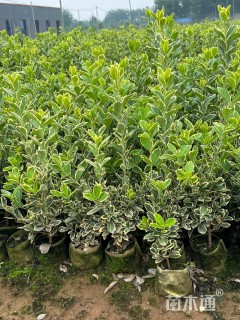 高度50厘米金边黄杨