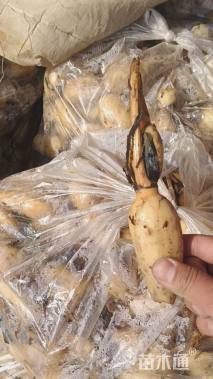 高度30厘米荷花