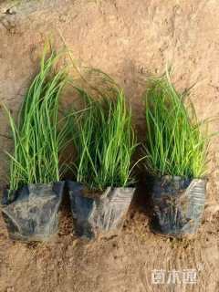 高度10厘米青绿苔草