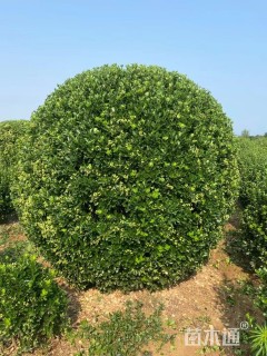 高度70厘米大叶黄杨