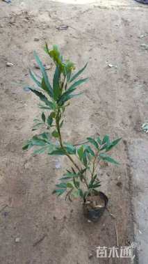 高度30厘米十大功劳