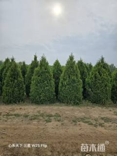 高度120厘米蜀桧