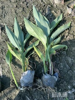 高度30厘米水生美人蕉