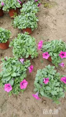 高度10厘米垂钓牵牛