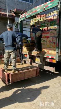 高度30厘米勋章菊