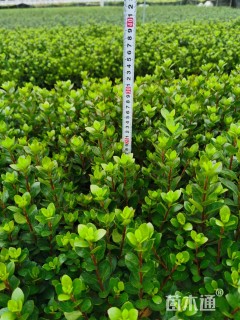 高度20厘米夏鹃小苗