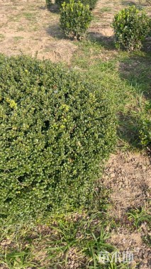 冠幅80厘米龟甲冬青球