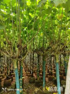 高度200厘米木芙蓉