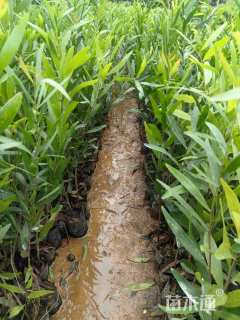 40公分台湾相思树