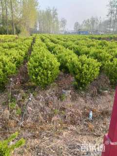 高度45厘米卫矛小苗