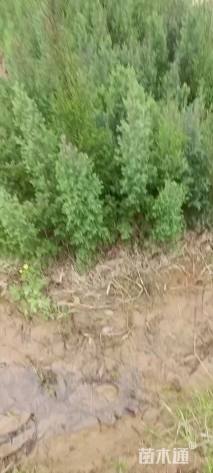 高度60厘米柏木