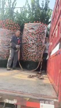 高度250厘米年桔