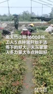 高度40厘米南天竹