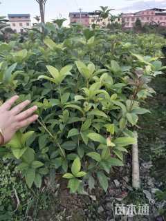 高度30厘米四季桂小苗