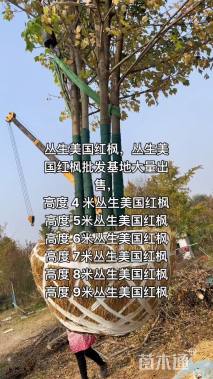 高度500厘米丛生美国红枫