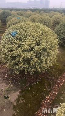 冠幅120厘米银姬小蜡球