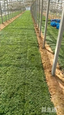 高度10厘米五叶委陵菜