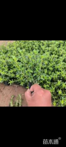 高度25厘米六月雪