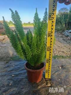 高度40厘米狐尾天门冬