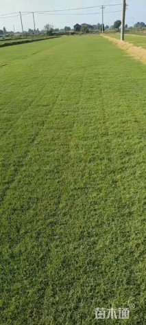 草毯状草皮