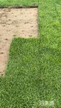 草块状中华结缕草