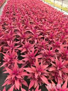 高度20厘米鸡冠花