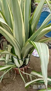 高度50厘米万年麻