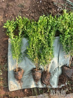 高度50厘米瓜子黄杨